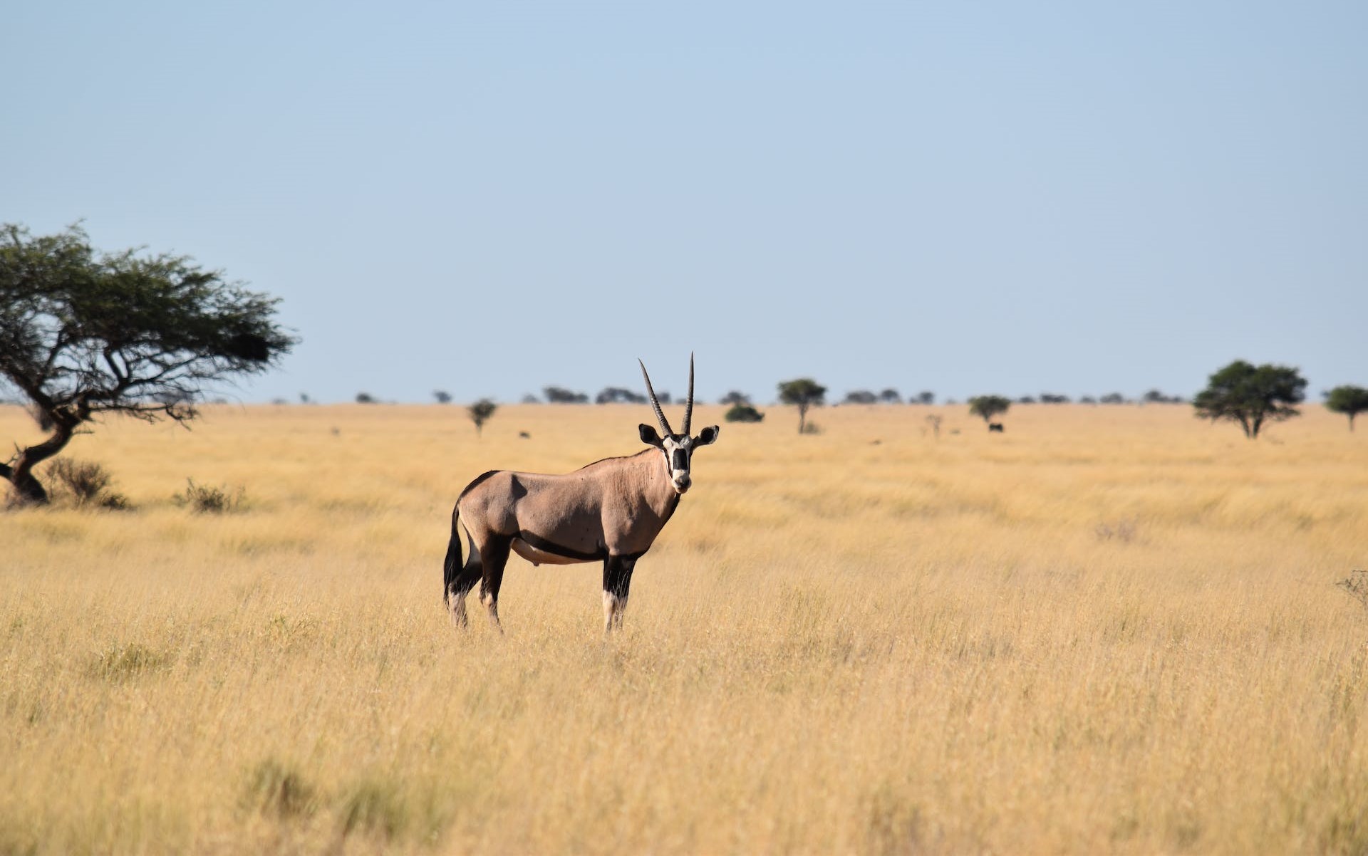 Oryx in a field